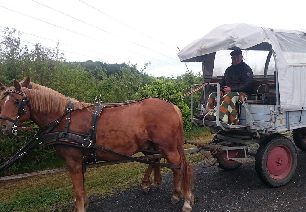 Tagespflege auf Kremser Fahrt